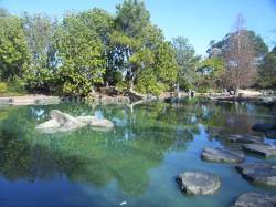 Auburn Botanic Gardens - Japanese lake