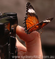 Sydney Wildlife World - Butterfly