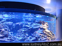 Oceanworld Manly - Small fish tank