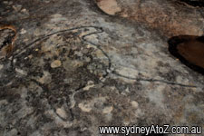 Stingray - Aboriginal rock carving