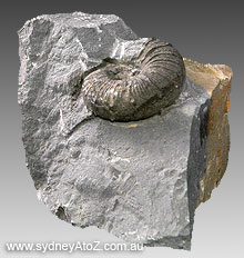 Fossilized Ammonite