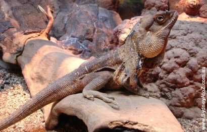 Featherdale Wildlife Park - Frilled Necked Lizard