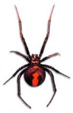 Poisonous Red Back Spider