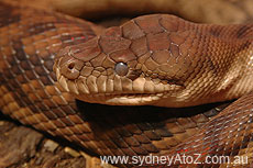 Sydney Wildlife World - Snake