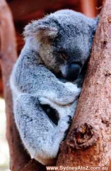 Sydney Taronga Zoo - Koala